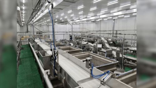 俄日產(chǎn)10條柜魚類加工新廠啟動(dòng),未來將沖擊中國進(jìn)口加工行業(yè)